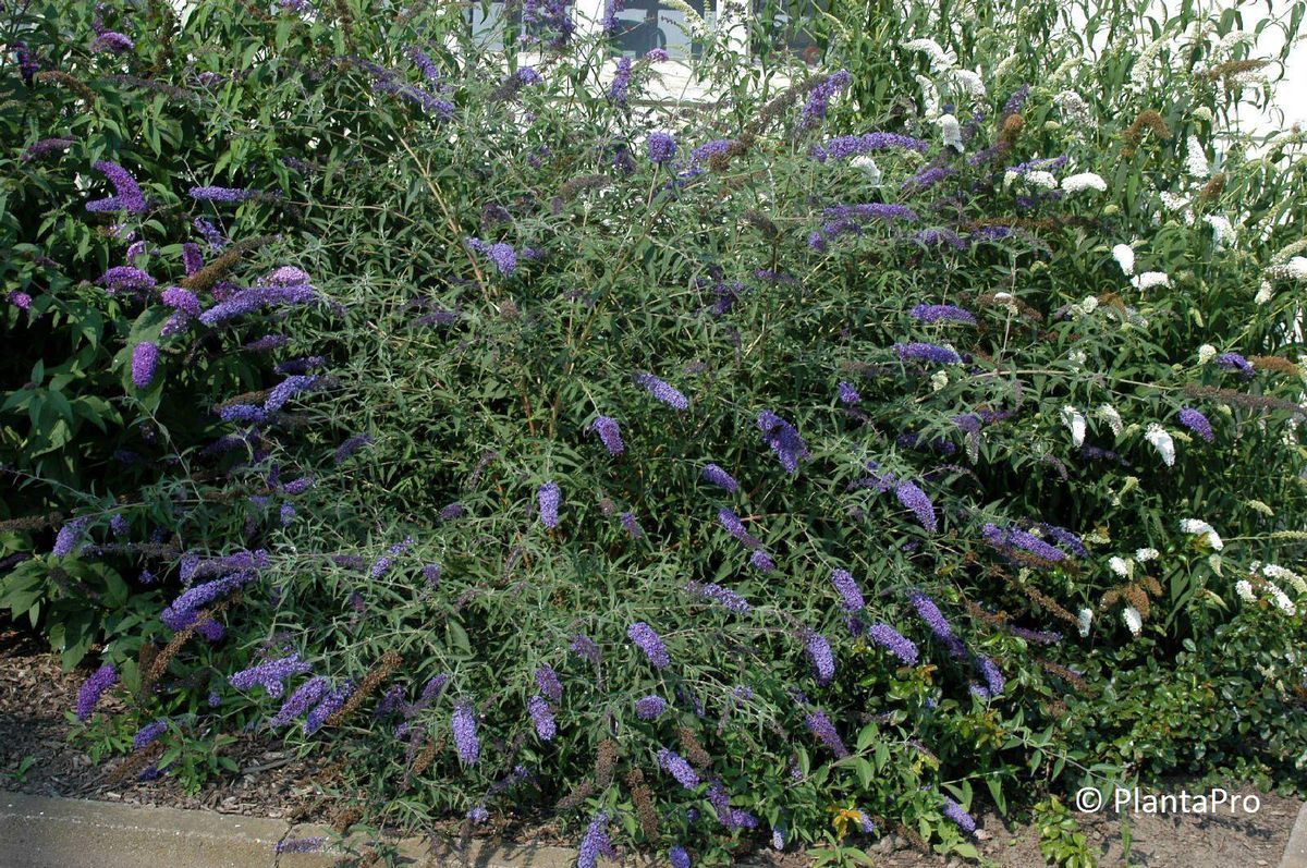 Buddleja davidii 'Nanho Blue'